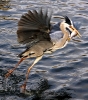 25 Heron - Western Valley